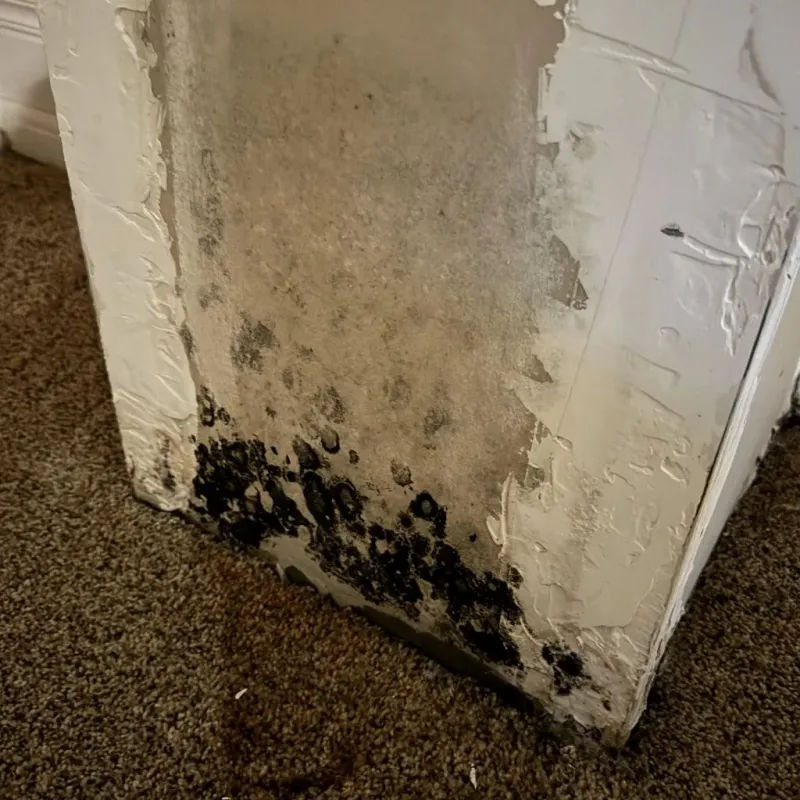 Professional Mold Removal in South Boston, VA